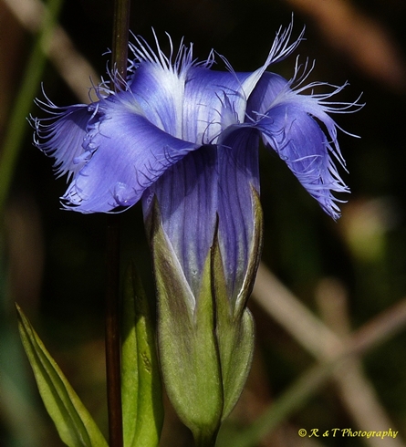 {Gentianopsis crinita}